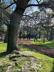 spring in the park, CABA, Buenos Aires, Argentina 