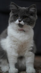 Fototapeta premium A kitten sitting