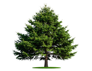Tree pine isolated on transparent background. Spruce  