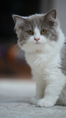 Kitten lying on a rug