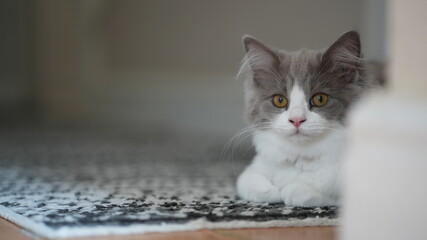 Kitten lying on a rug