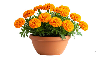 Potted Orange Marigold Plant in Clay Pot &ndash; Transparent Background PNG