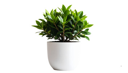 Fototapeta premium Potted ZZ Plant in Minimalist Ceramic Planter, Transparent PNG