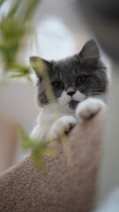 Kitten peering from the top of a staircase