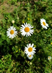 Fototapeta premium daisies in a garden