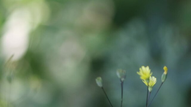 Buds and blossoms of the common spleenwort blowing by the wind, beautiful bokeh, flower of the yellow spleenwort, green background, Lapsana communis, filigree plant, green balls of light