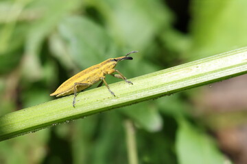 Yellow Lixus weevil on a stem 