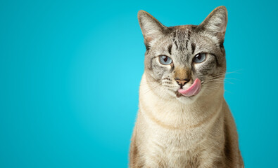 Tabby happy cat licking mouth isolated on blue background