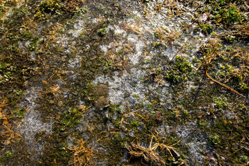 群馬県の冬の朝、霜に包まれ凍りついた雑草をクローズアップで捉えた写真。氷の結晶が草の上で輝き、冷たい空気感と冬らしい季節感を表現。自然現象や背景素材、冬の風景イメージ、観光や自然関連のデザイン素材に最適。

