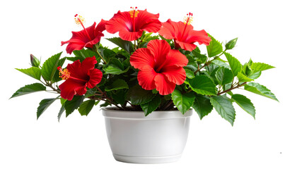 Fototapeta premium Red Hibiscus Plant with Multiple Flowers in Modern Ceramic Pot, isolated on white background