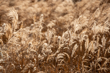 Fototapeta premium 群馬県で2024年12月21日に撮影した冬のすすき群生。黄金色に輝く穂が風に揺れ、晩秋から初冬の穏やかな季節感を感じさせる日本の田園風景。旅行、観光、自然風景、季節素材として利用可能。