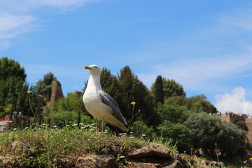 Seagull sitting on a grass in Rome. Larus cachinnans