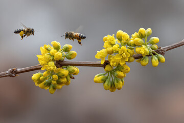 Two bees hover near vibrant yellow flowers, actively gathering nectar in a garden on a sunny spring day