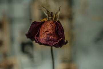 red rose on a golden background