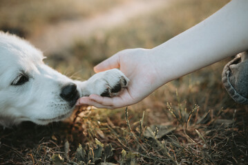 Un chiot blanc de race golden retriever qui donne sa patte à sa maîtresse 