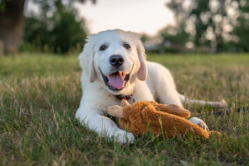 Un jeune chiot blanc de race golden retriever dans la nature avec sa peluche