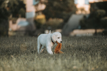 Un jeune chiot blanc de race golden retriever dans la nature avec sa peluche