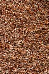 秋の柔らかな陽光に照らされて輝く落ち葉のテクスチャ背景素材。公園や森林の地面を覆う枯葉が赤や橙、茶色に彩られ、自然の温もりと季節感を感じさせる美しい秋の風景写真。デザインや背景、観光、旅行イメージに最適。

