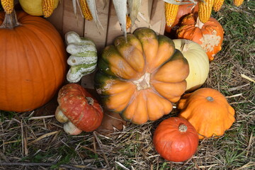 Flat Pumpkin Surrounded by Decorative Gourds