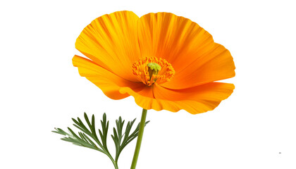Single California Poppy Flower with Stem and Leaves, Isolated on Transparent Background