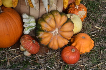 Assorted Pumpkins and Gourds on Hay