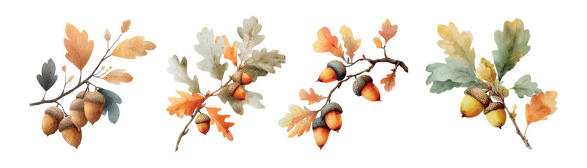 Watercolor set of autumn oak tree branches with acorns. Autumn oak branch with leaves and ripe acorns. concept of natural autumn elements. Watercolor autumn forest trees. Vector illustration.