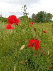 poppies in the field