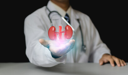 Medical worker hand protect Kidneys between palms analysis and medicine. Mental health protection,care,medical and treatment concept.doctor cover Kidney model with hands.Concept of healthy Kidneys