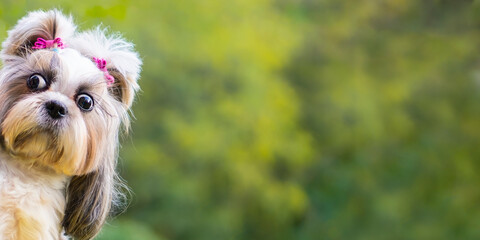 Fanny shih-tzu dog .surprised crazy funny dog ​​looking at camera on street background with copy space. surprised dog emotions