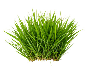 Bunch of wild grass. Green tufts isolated on transparent background. Blades of grass  (3)