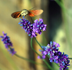 The stellate butterfly, sphinx butterfly or hummingbird sphinx	
