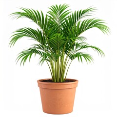 Lush Green Parlor Palm in Terracotta Pot