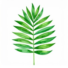 Watercolor Green Palm Leaf on White Background