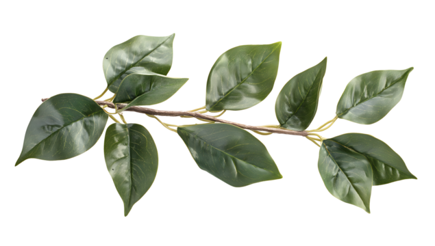 Branch of Leaves: An elegant branch of vibrant green leaves, perfect for illustrating themes of nature's freshness and ecological harmony.