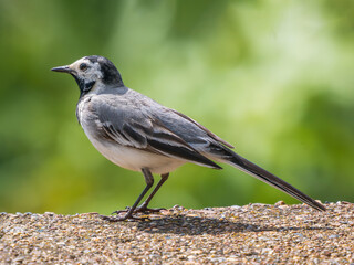 White Wagtail or Motacilla alba. White Wagtail is a small passerine bird in the family Motacillidae