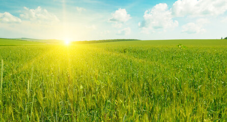 Fototapeta premium Green field of wheat with ears close-up and bright sunset.