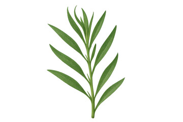 Fototapeta premium Vibrant green tarragon branch with delicate leaves, showcasing fresh herbal texture against transparent backdrop for culinary design elements