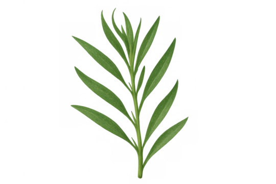 Vibrant green tarragon branch with delicate leaves, showcasing fresh herbal texture against transparent backdrop for culinary design elements
