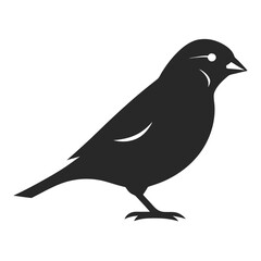 crow on a white background