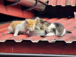 Small kittens, an orange, a grey tabby, and a white and grey, are gathered around a bowl, drinking...