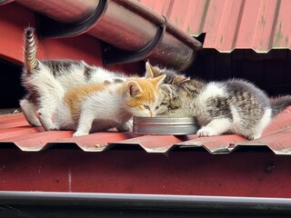 Small kittens, an orange, a grey tabby, and a white and grey, are gathered around a bowl, drinking...
