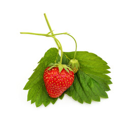 One fresh strawberry.