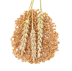 Wheat ears lying on the grain.