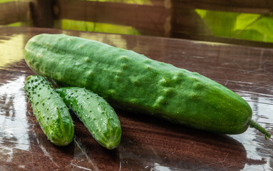 Fresh country cucumbers on an old table. Farm products.