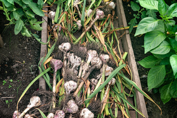 Fresh garlic picked from the garden. Harvesting.