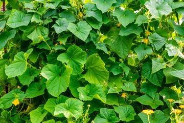 Growing cucumbers in the garden. Flowering vines of vegetable plants. Green leaves background.
