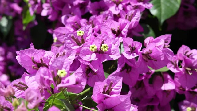Bougainvillea flower detailed close up photo shoot.