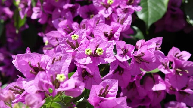 Bougainvillea flower detailed close up photo shoot.
