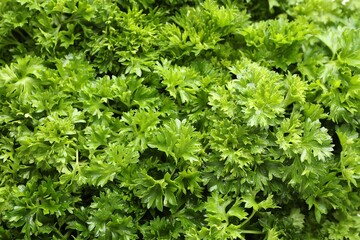Fresh curly parsley as background, closeup view