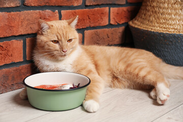 Cat with bowl full of raw natural products indoors. Pet's balanced diet